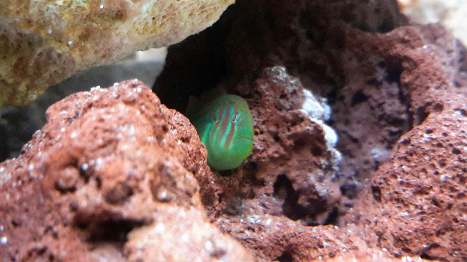 saltwater fish - gobiodon atrangulatus - clown goby, green stocking in 125 gallons tank - Green Clown Goby