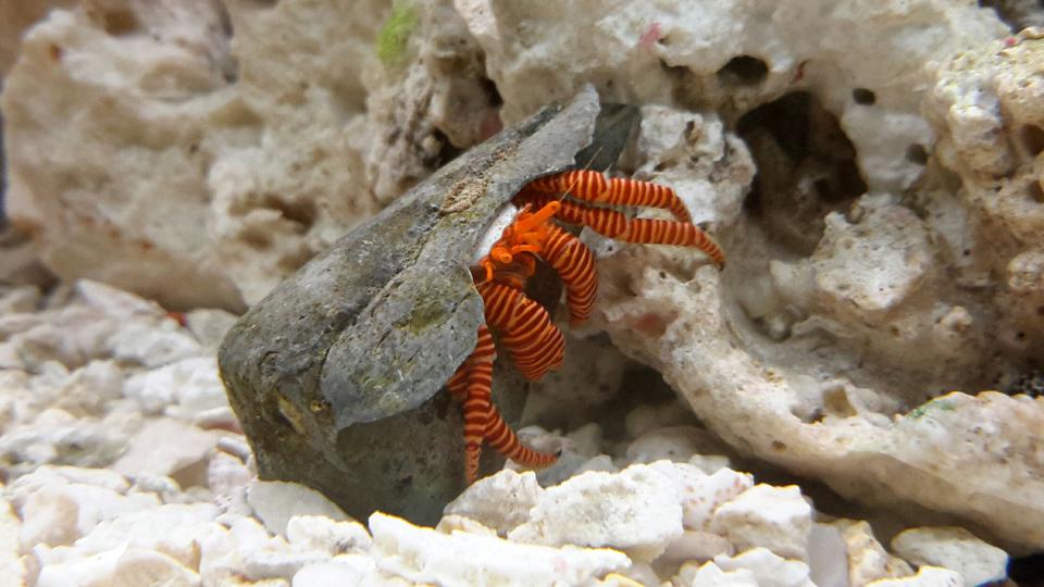 corals inverts - ciliopagurus strigatus - halloween hermit crab stocking in 125 gallons tank - Halloween Crab