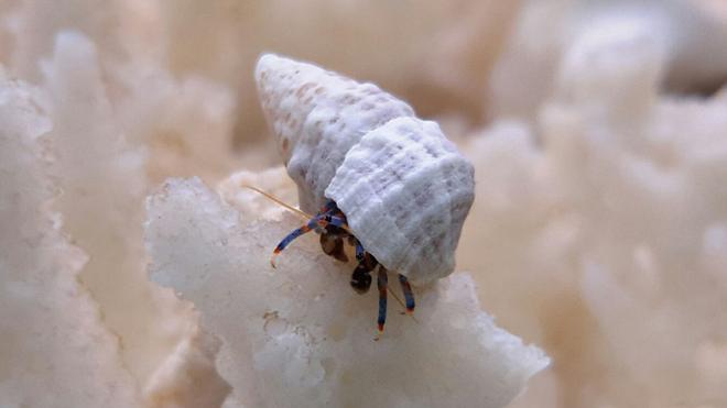 corals inverts - clibanarius sp. - dwarf yellow tip hermit crab stocking in 125 gallons tank - Blue Leg Crab