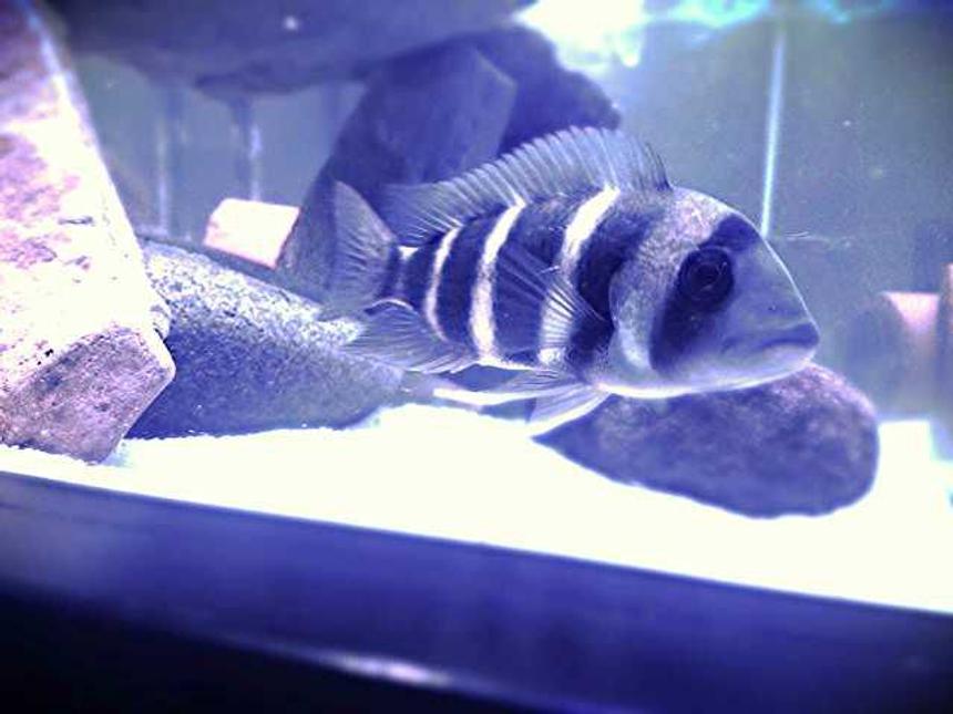 Rated #23: Freshwater Fish - Cyphotilapia Frontosa - Frontosa Cichlid Stocking In 75 Gallons Tank - 4 inch frontosa