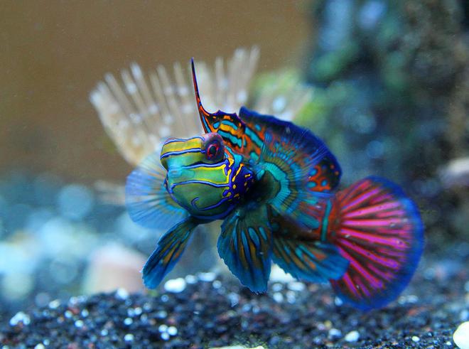 saltwater fish - synchiropus cf. splendidus - red mandarin stocking in 45 gallons tank - Mandarinfish or Mandarin Dragonet (Synchiropus splendidus)