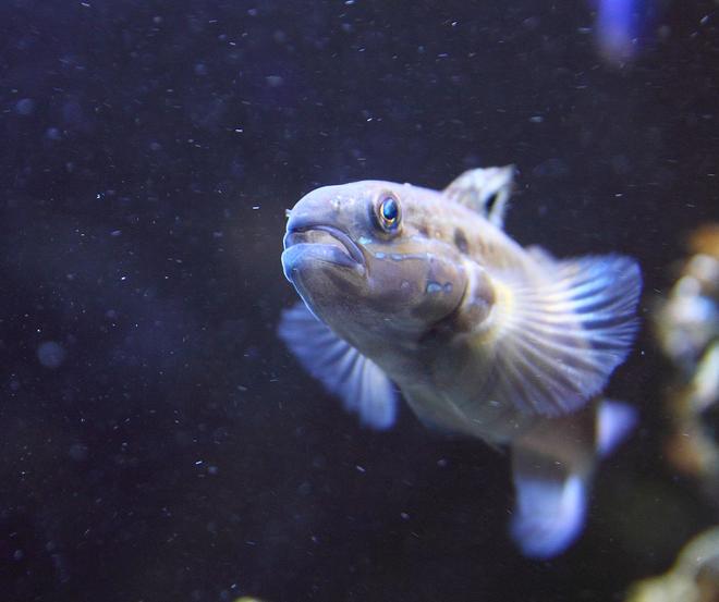 saltwater fish - amblygobius phalaena - sleeper banded goby stocking in 45 gallons tank - Banded Goby, Amblygobius phalaena