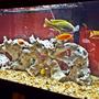 75 gallons freshwater fish tank (mostly fish and non-living decorations) - Newly bought 75 gallon Cichlid tank with 14 fish