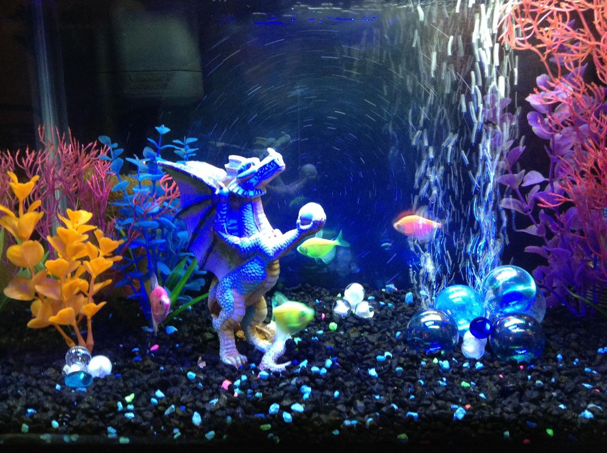 10 gallons freshwater fish tank (mostly fish and non-living decorations) - Freak fish in their unnatural habitat.