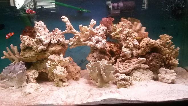 75 gallons saltwater fish tank (mostly fish, little/no live coral) - I got coral now 4 frags. Still 2 clowns and a damsel. 4 hermits a emerald green cran and a cleaner shrimp