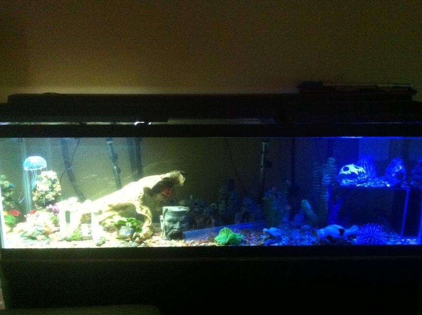 Rated #145: 125 Gallons Freshwater Fish Tank - Welcome to Skull Island