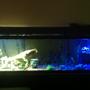 125 gallons freshwater fish tank (mostly fish and non-living decorations) - Welcome to Skull Island