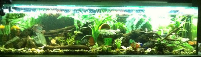90 gallons freshwater fish tank (mostly fish and non-living decorations) - My 6ft tank