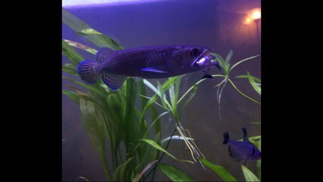 freshwater fish - scleropages jardini - pearl arowana stocking in 60 gallons tank - Pearl Arowana doesn't want no friends