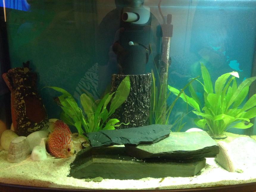 Rated #132: 13 Gallons Freshwater Fish Tank - starter picture.