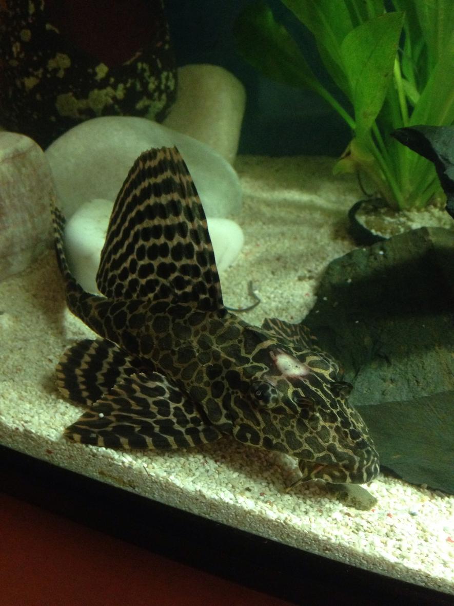 freshwater fish - glyptoperichthys gibbiceps - sailfin pleco (l-83) stocking in 13 gallons tank - injured pleco.