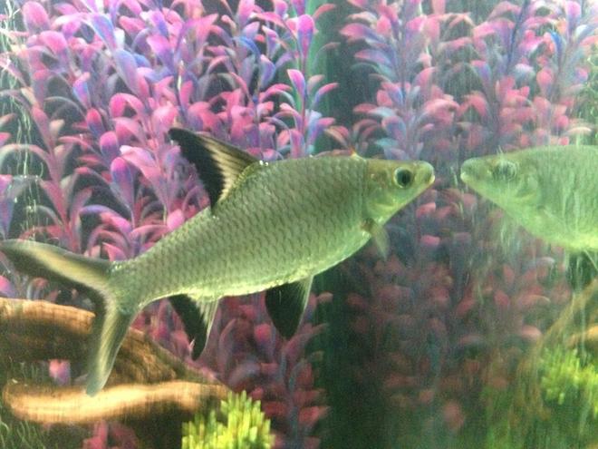 freshwater fish - balantiocheilus melanopterus - bala shark stocking in 125 gallons tank - huge 8 inch bala shark. i dont have him anymore. they grow too fast