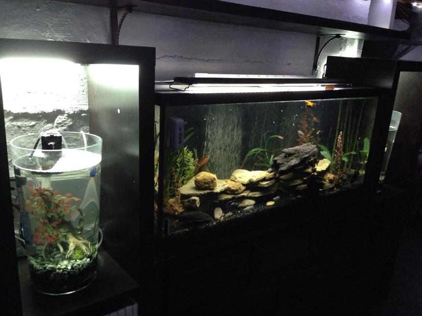 Rated #50: 55 Gallons Freshwater Fish Tank - My room