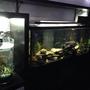 55 gallons freshwater fish tank (mostly fish and non-living decorations) - My room