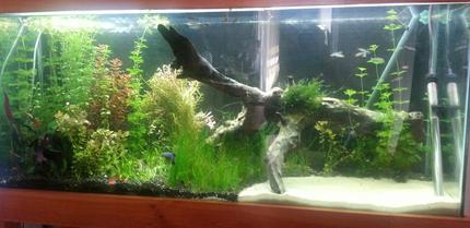 55 gallons planted tank (mostly live plants and fish) - Driftwood and aus sie native plants except java moss