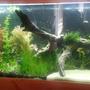 55 gallons planted tank (mostly live plants and fish) - Driftwood and aus sie native plants except java moss