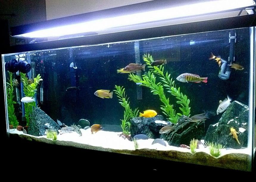 Rated #41: 55 Gallons Freshwater Fish Tank - 55 gal Mixed malawi tank