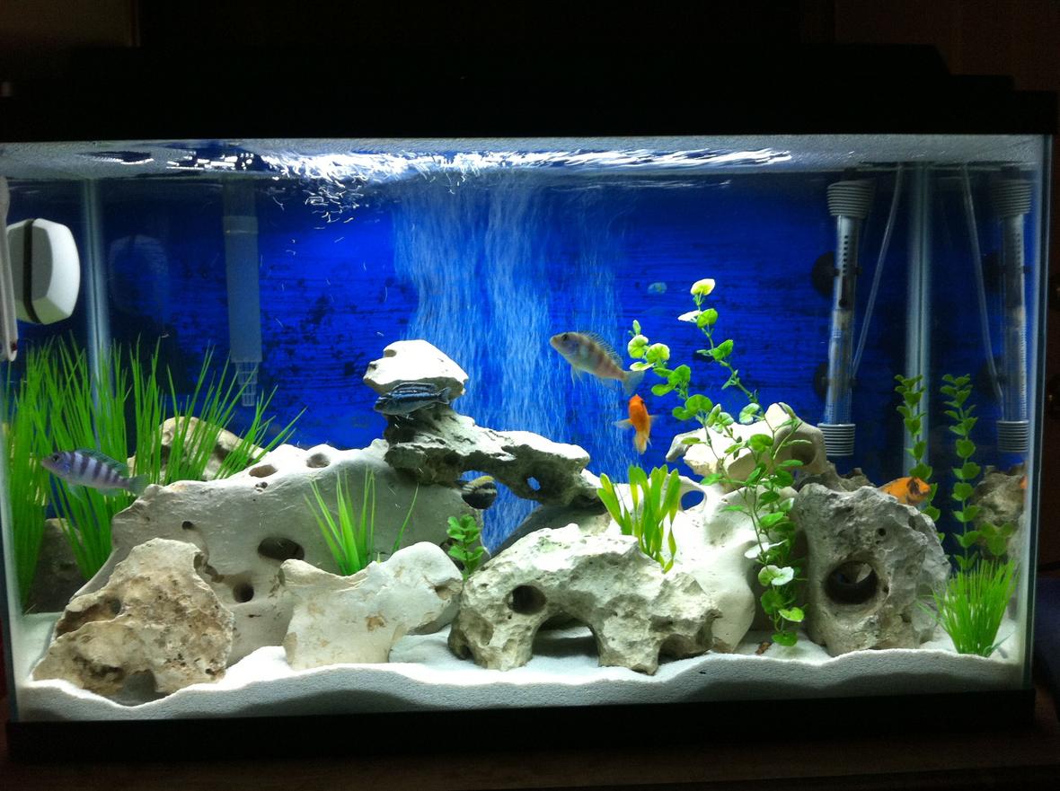 29 gallons freshwater fish tank (mostly fish and non-living decorations) - Real Texas holey rock African cichlid tank