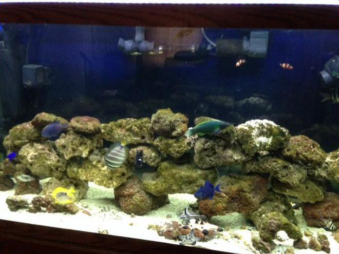 90 gallons saltwater fish tank (mostly fish, little/no live coral) - 90 gallon tank with yellow tank hippo tank paccaso trigger blue dot puffer blue chromie stars and strip puffer clown fish mandarin sail fin tang cardinal
