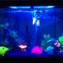 45 gallons freshwater fish tank (mostly fish and non-living decorations) - This is my 45 gallon tank