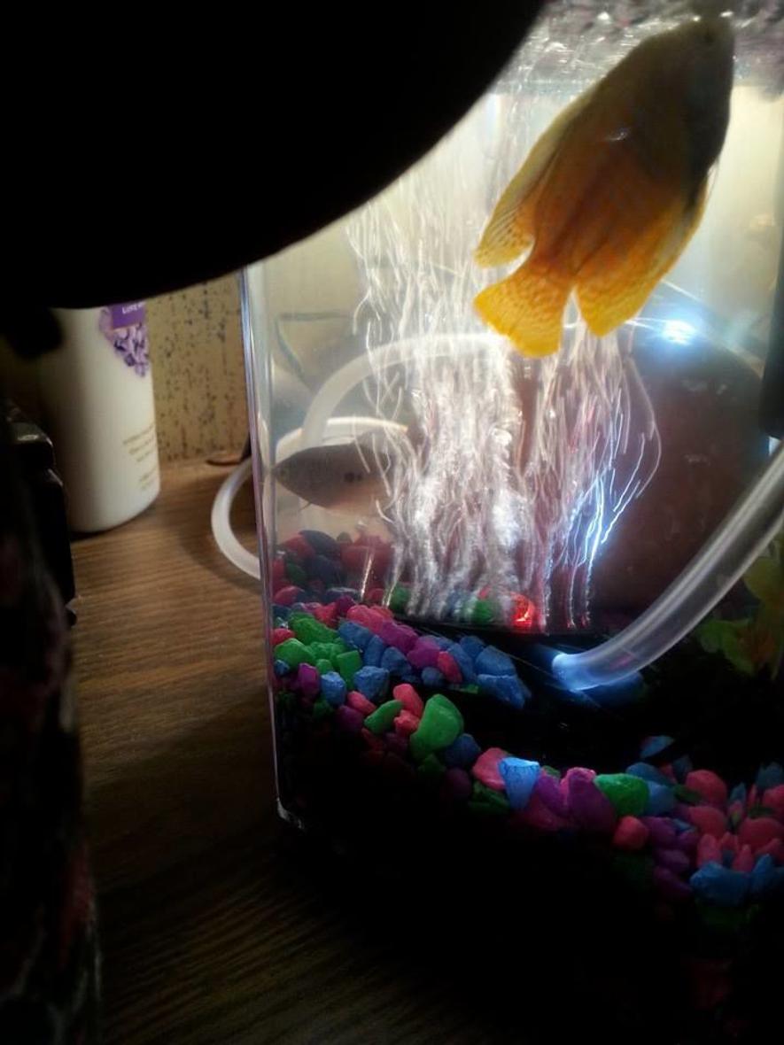 Rated #154: 2 Gallons Freshwater Fish Tank - Bubbles and Blaze. RIP Blaze best fish that got along with bubbles.