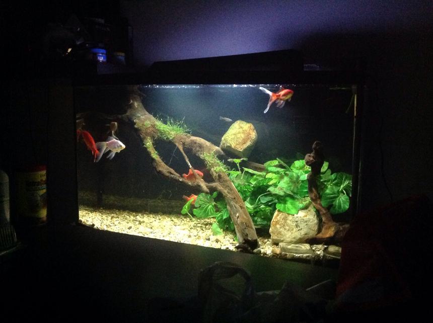 Rated #85: 75 Gallons Freshwater Fish Tank - Getting a new tank going to miss this one.
