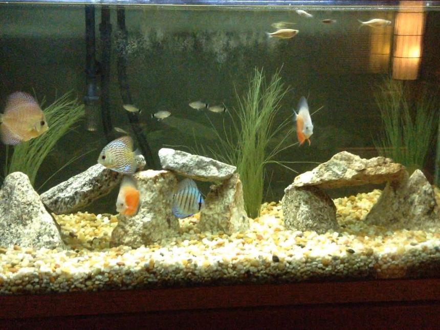 Rated #92: 90 Gallons Freshwater Fish Tank - Discus