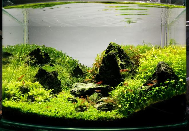 3 gallons planted tank (mostly live plants and fish) - 9 months after establishment