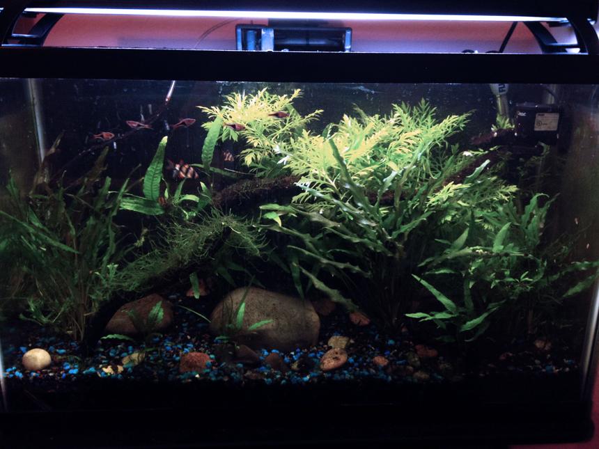 Rated #41: 29 Gallons Planted Tank - My first planted tank.
