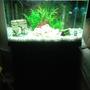 37 gallons freshwater fish tank (mostly fish and non-living decorations) - My new tank