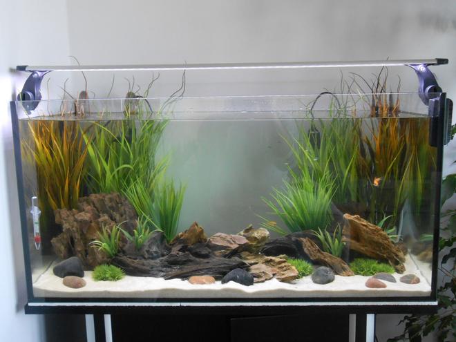 29 gallons planted tank (mostly live plants and fish) - No stress...just relaxxx