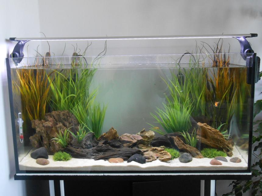 Rated #28: 29 Gallons Planted Tank - No stress...just relaxxx