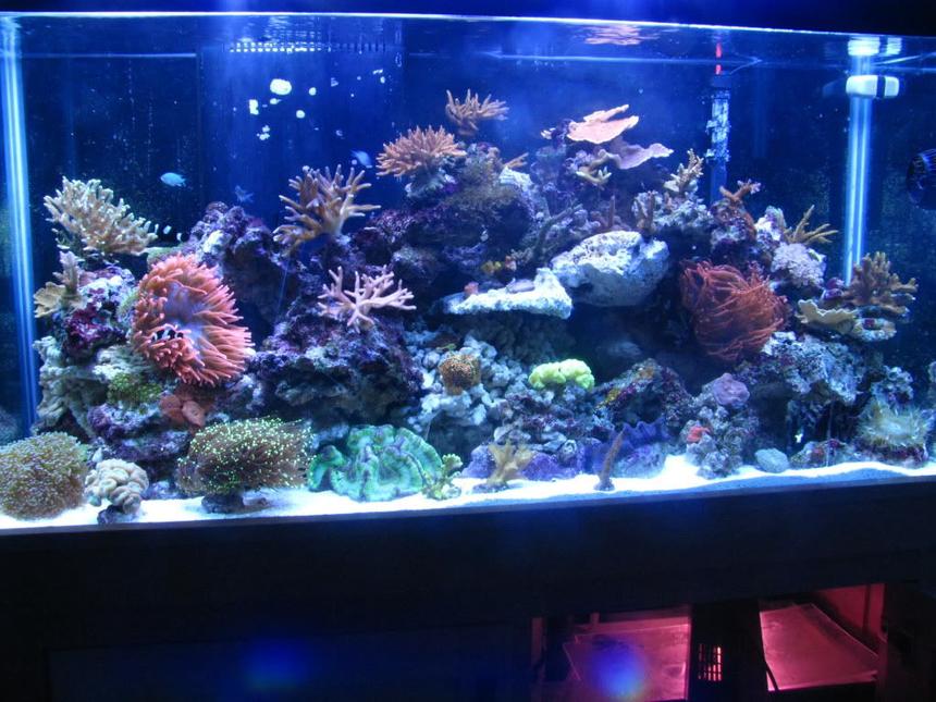 Rated #9: 90 Gallons Reef Tank