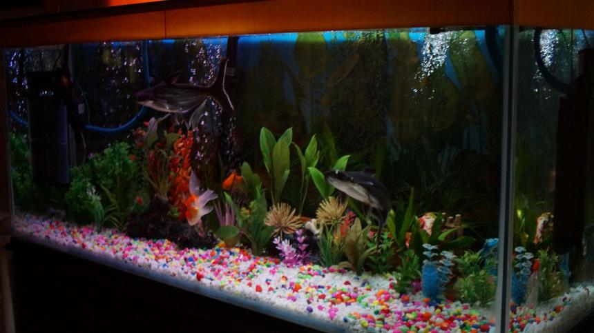 Rated #98: 100 Gallons Freshwater Fish Tank - This is my 100 G Freshwater aquarium