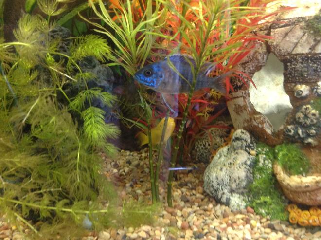 freshwater fish - aulonocara nyassae - blue peacock cichlid stocking in 55 gallons tank - Juvenile blue peacock