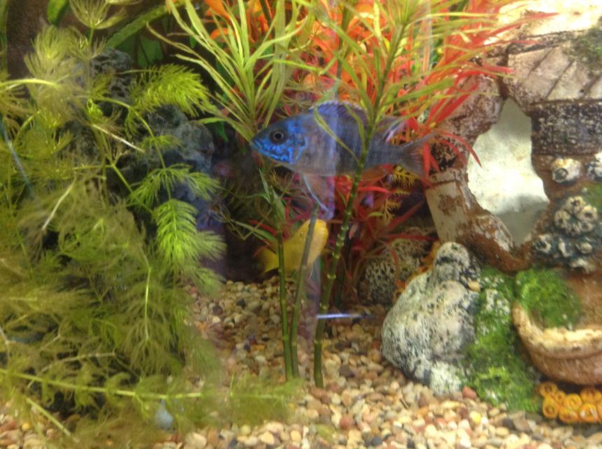 Rated #49: Freshwater Fish - Aulonocara Nyassae - Blue Peacock Cichlid Stocking In 55 Gallons Tank - Juvenile blue peacock