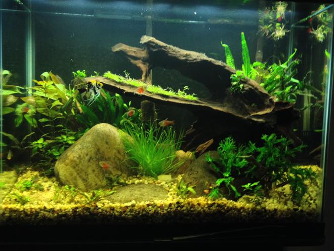 37 gallons planted tank (mostly live plants and fish) - Second planted tank attempt