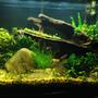37 gallons planted tank (mostly live plants and fish) - Second planted tank attempt
