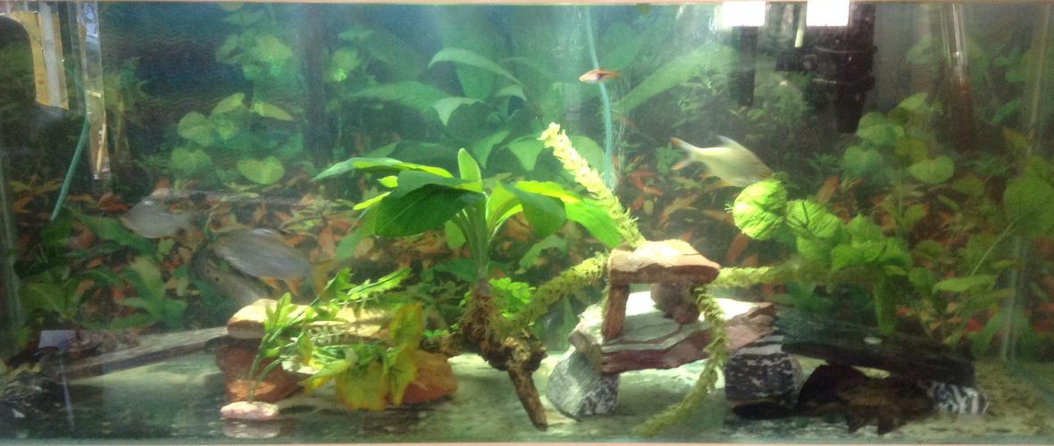 55 gallons freshwater fish tank (mostly fish and non-living decorations) - 55 gallon freshwater aquarium all artificial plants and slate, bare bottom tank 2 plecosotomus, 3 tinfoil barbs, 1 clown knifefish, 1 rainbow shark