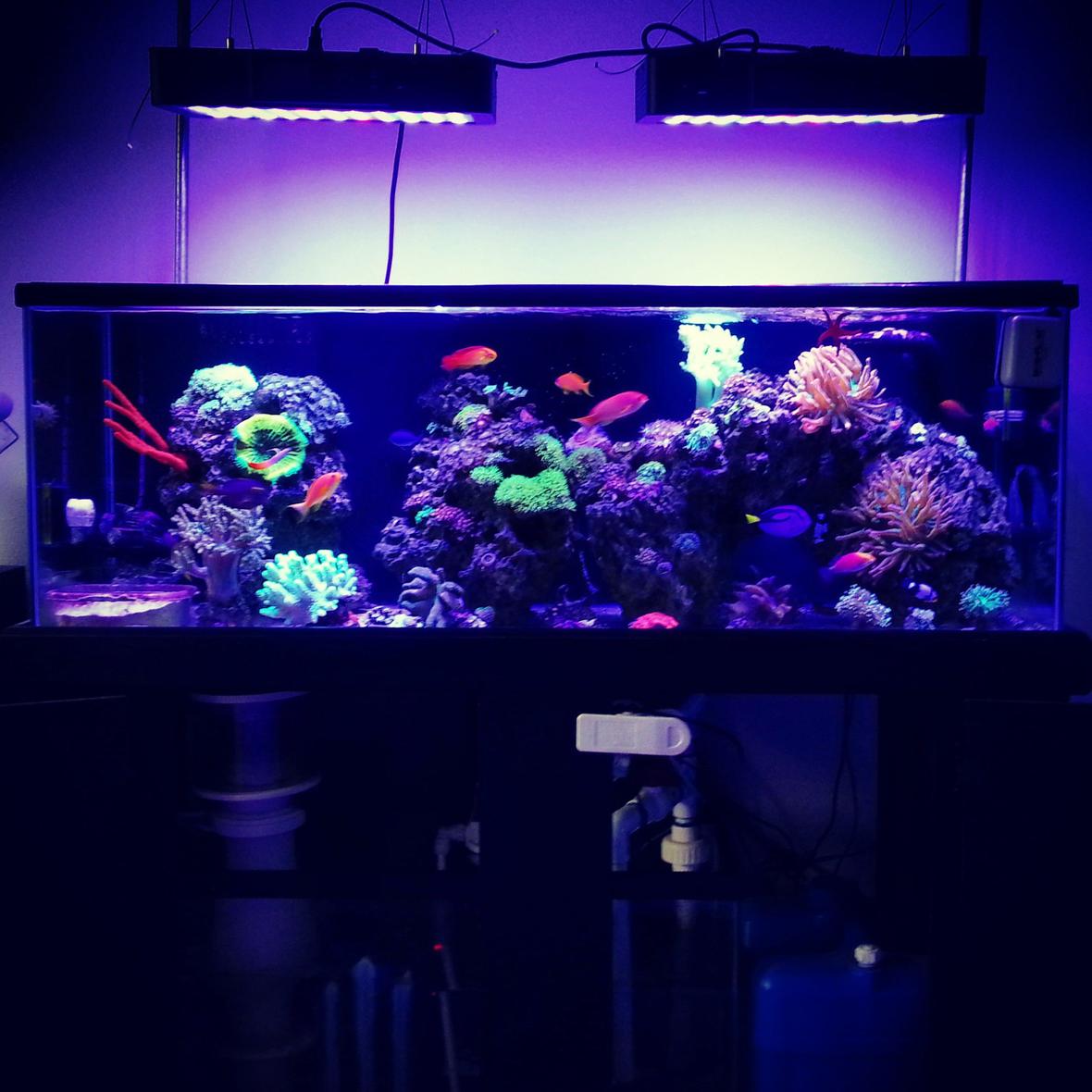 60 gallons reef tank (mostly live coral and fish) - Full tank shot