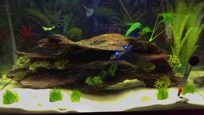 25 gallons freshwater fish tank (mostly fish and non-living decorations) - 25 gallon with dwarf hairgrass anubias nana and marimo moss ball