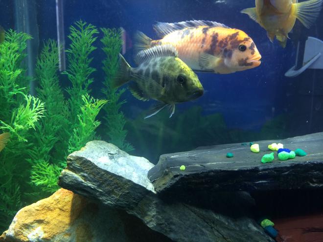 freshwater fish - nimbochromis venustus - venustus cichlid stocking in 55 gallons tank - Peacock