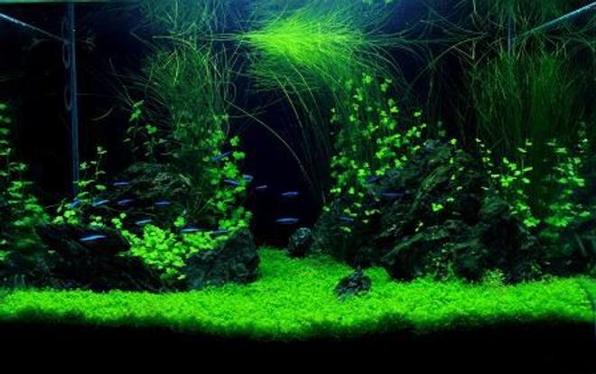 24 gallons planted tank (mostly live plants and fish) - The Claws......