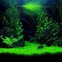 24 gallons planted tank (mostly live plants and fish) - The Claws......