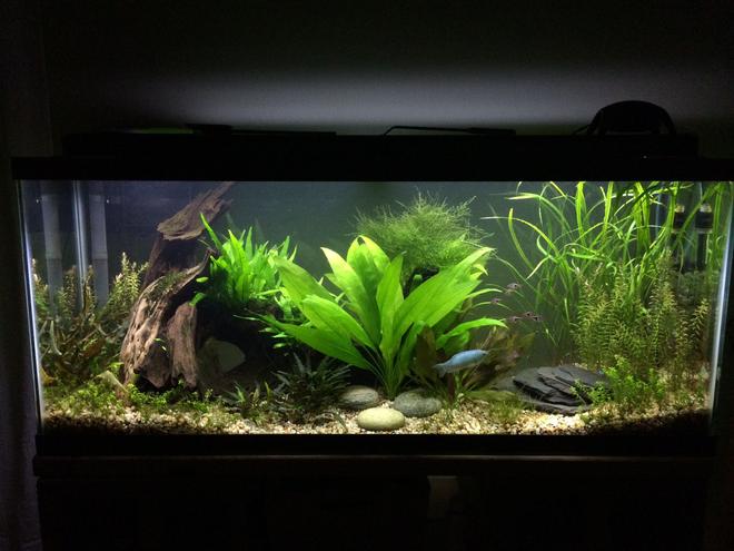 55 gallons freshwater fish tank (mostly fish and non-living decorations)