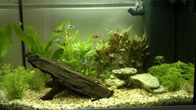 19 gallons freshwater fish tank (mostly fish and non-living decorations) - 8 neon tetras, 8 harlies