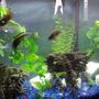 72 gallons freshwater fish tank (mostly fish and non-living decorations) - Aggressive fresh water