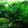 fish tank picture - My crypt wendti in this tank is 12 inches tall or better.
