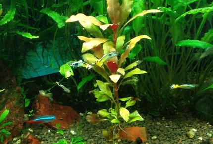 freshwater fish - paracheirodon innesi - neon tetra jumbo stocking in 29 gallons tank - My cobra endlers. These may go into this tank as the males mature. They are very hard to get a picture of because they wiggle so much that they look like flames flickering.