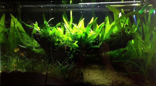 29 gallons planted tank (mostly live plants and fish) - Temporary ten gallon tank as I build my 29 gallon long tank